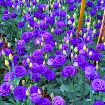 💐Lisianthus – Időtlen szépség, örök szerelem💫
